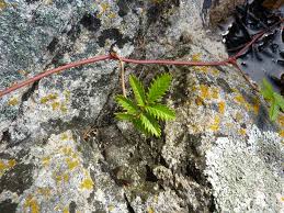 Attēlu rezultāti vaicājumam “Argentina anserina”