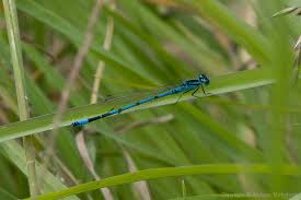 Attēlu rezultāti vaicājumam “Coenagrion puella male”