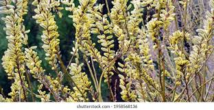 Attēlu rezultāti vaicājumam “Salix daphnoides”