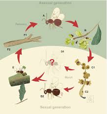 Attēlu rezultāti vaicājumam “Cynipidae”