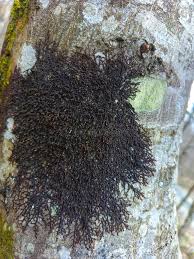 Attēlu rezultāti vaicājumam “Frullania dilatata”