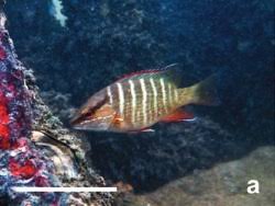 Image result for Lutjanus alexandrei