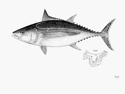 Image result for Thunnus alalunga