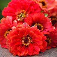 Image result for Helichrysum subulifolium