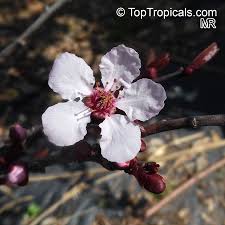 Attēlu rezultāti vaicājumam “Prunus cerasifera var. divaricata”