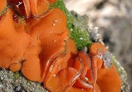 Attēlu rezultāti vaicājumam “Melastiza chateri”