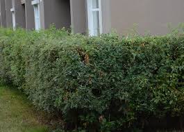 Attēlu rezultāti vaicājumam “Caragana arborescens”