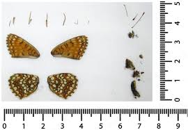 Attēlu rezultāti vaicājumam “Melitaea diamina”