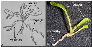 Attēlu rezultāti vaicājumam “Lentibulariaceae”