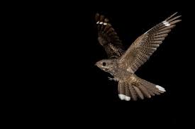 Attēlu rezultāti vaicājumam “Caprimulgus europaeus”