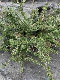 Attēlu rezultāti vaicājumam “Cotoneaster divaricatus”