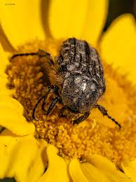 Attēlu rezultāti vaicājumam “Oxythyrea funesta imago”