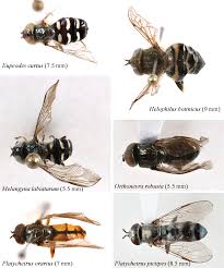 Attēlu rezultāti vaicājumam “Syrphidae”