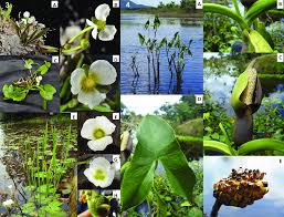 Attēlu rezultāti vaicājumam “Alismataceae”