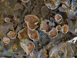 Attēlu rezultāti vaicājumam “Pleurosticta acetabulum”