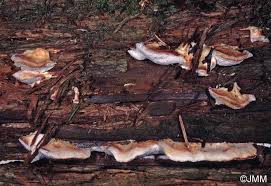 Attēlu rezultāti vaicājumam “Postia fragilis”