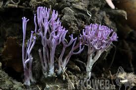 Attēlu rezultāti vaicājumam “Ramariopsis pulchella”