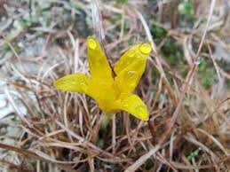 Attēlu rezultāti vaicājumam “Colchicum luteum flower”