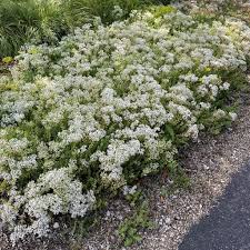 Attēlu rezultāti vaicājumam “Sedum album leaf”