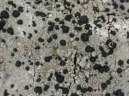 Attēlu rezultāti vaicājumam “Mycoblastus sanguinarius”