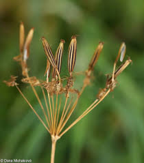 Attēlu rezultāti vaicājumam “Chaerophyllum aromaticum”
