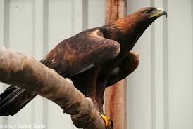 Attēlu rezultāti vaicājumam “Aquila chrysaetos”