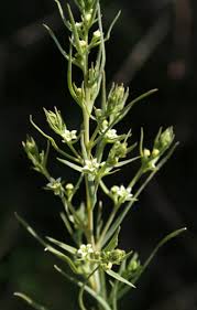 Attēlu rezultāti vaicājumam “Thesium alpinum”