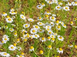 Attēlu rezultāti vaicājumam “Tripleurospermum inodorum”