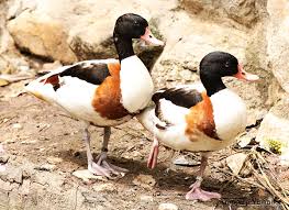 Attēlu rezultāti vaicājumam “Tadorna tadorna”