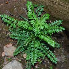 Attēlu rezultāti vaicājumam “Cardamine impatiens”
