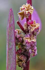 Attēlu rezultāti vaicājumam “Chenopodium acerifolium flower”