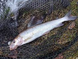 Image result for Mustelus palumbes