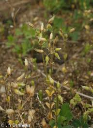 Attēlu rezultāti vaicājumam “Cerastium semidecandrum”
