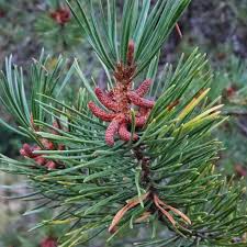 Attēlu rezultāti vaicājumam “Trichia contorta young”