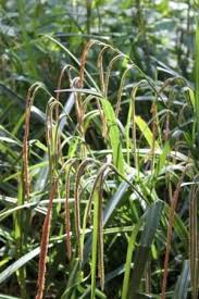 Attēlu rezultāti vaicājumam “Carex acutiformis leaf”