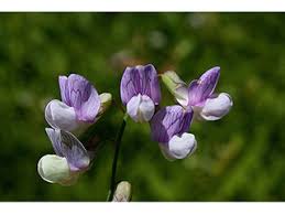 Attēlu rezultāti vaicājumam “Lathyrus palustris”