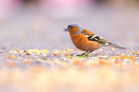 Attēlu rezultāti vaicājumam “Fringilla coelebs male”