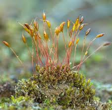 Attēlu rezultāti vaicājumam “Calliergonella cuspidata sporophyte”