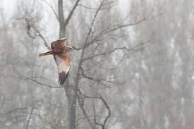 Attēlu rezultāti vaicājumam “Circus aeruginosus adult”