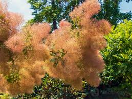 Attēlu rezultāti vaicājumam “Cotinus coggygria flower”