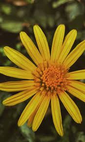 Image result for Buphthalmum salicifolium