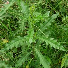 Attēlu rezultāti vaicājumam “Cirsium x rigens”