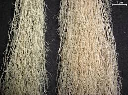 Attēlu rezultāti vaicājumam “Ramalina thrausta”