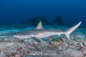 Image result for Carcharhinus galapagensis