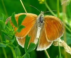Attēlu rezultāti vaicājumam “Coenonympha tullia underside”