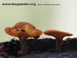 Attēlu rezultāti vaicājumam “Rutstroemia firma”