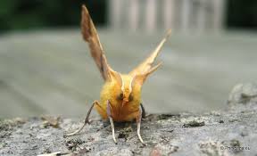 Attēlu rezultāti vaicājumam “Ennomos autumnaria male”