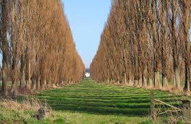 Attēlu rezultāti vaicājumam “Populus nigra Italica”