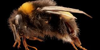 Attēlu rezultāti vaicājumam “Bombus terrestris”