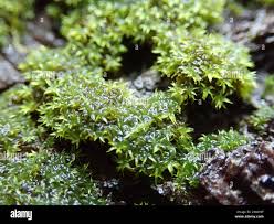 Attēlu rezultāti vaicājumam “Zygodon rupestris”